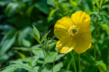 Bright Alpine poppy flower