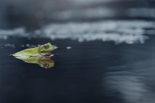 Close-up of a green javan frog sitting in a puddle, Indonesia