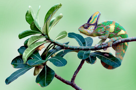 Veiled chameleon sitting on a branch, Indonesia