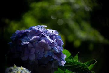 雨上がりのあじさい