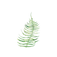 fern, forest, flora, botany, nature, summer, art, watercolour, design, styling, isolat