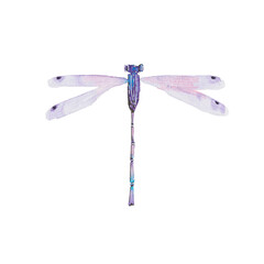 dragonfily, flyer, insect,bug, hexapod, flier, fauna, nature, art, watercolour, design, styling, isolat, abstraction, violet, purple