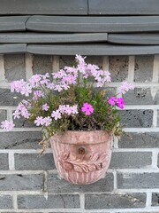 pink flowers in pots