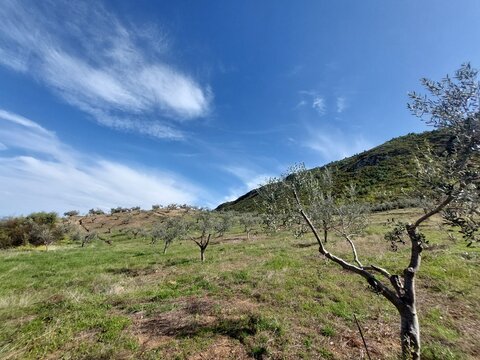 Field with olive trees