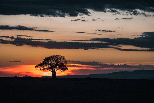 Single Acacia tree at sunrise in the Masai Mara, Kenya. Silhouette against colourful sky.