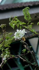 white bougainvillea flowers with varigate leaves