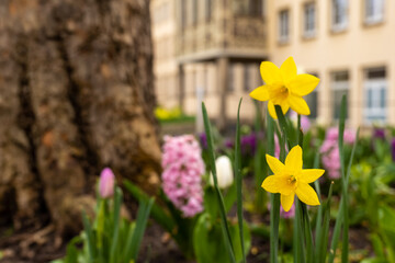 daffodil flowers blooming in a city © funkenzauber