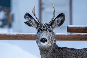 Calgary Deer
