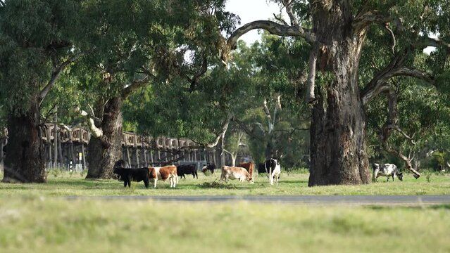 Fat Beef cows grazing on native grasses in a field on a farm practicing regenerative agriculture in Australia 