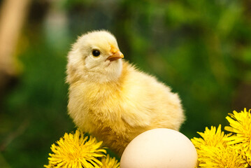 chicken and egg on grass background
