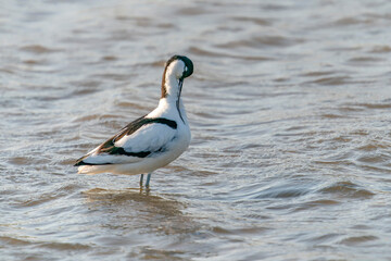 Pied avocets   (Recurvirostra avosetta) cleaning feathers. Gelderland in the Netherlands.                                     