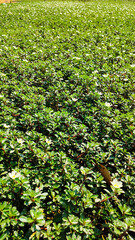 Ludwigia adscendens, the water primrose, is a species of flowering plant in the evening primrose family