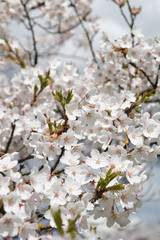 photo of a branch of a blooming tree with flowers close-up