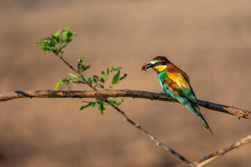 Bienenfresser - Merops apiaster
