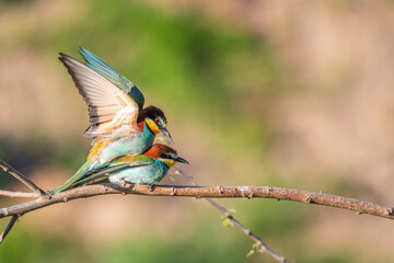 Paarung der Bienenfresser - Merops apiaster