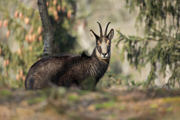 The Mountain chamois (Rupicapra rupicapra) in the wild nature. Photographed in a forest in the Czech mountains.	