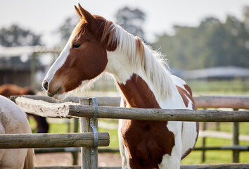 Theres something magical about the majesty of a horse. a beautiful brown and white horse on a farm.