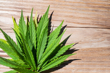 Cannabis marijuana leaf background