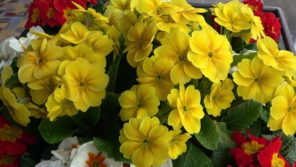 Colorful fresh spring primula flowers
