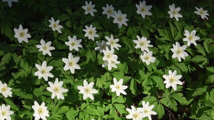 Close-up of white wood anemone flowers blooming in the springtime.