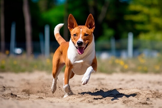 Dog Basenji Is Running On A Walk Down The Street.