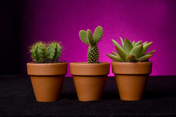 three cacti in pot on purple background