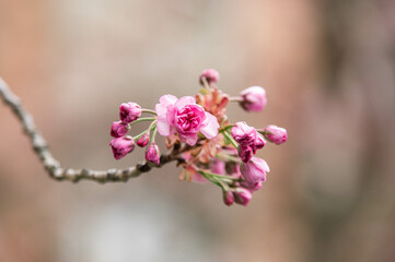 pink cherry blossom. Sakura blossom background