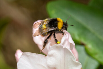 Hummel an Rhododendron Blüte makro © scaleworker