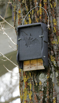 Bat box suspended from a tree