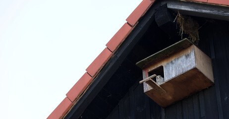 Fototapeta na wymiar Bird hawk in a nest and under a house roof