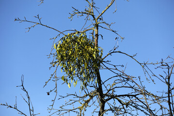 Mistletoe sprig of mistletoe on a tree
