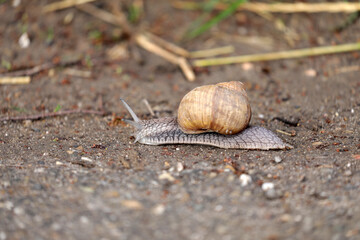 Snail on a dirt road