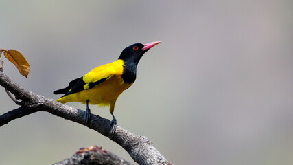 Black hooded oriole