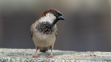 Fototapeta premium sparrow on the ground