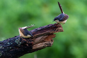 Ashy Prinia mating