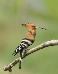 Eurasian Hoopoe
