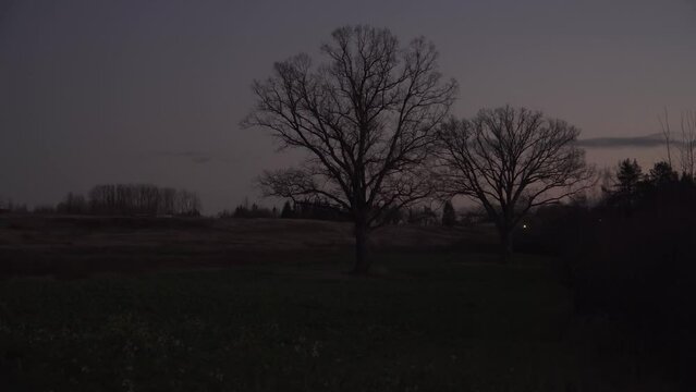 Dusk landscape with lonely big oak trees in a field with naked foliage in late autumn. Nightfall time countryside scene with dark blue to pink hue sky after sunset.