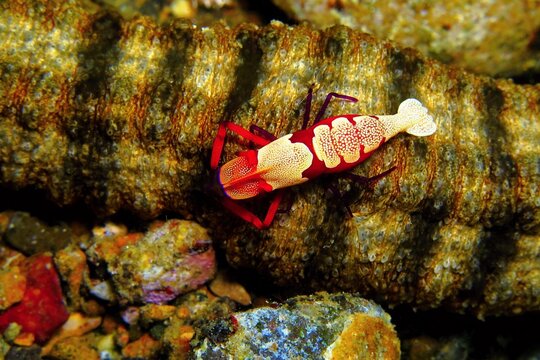 Red shrimp (Emperor shrimp - Periclimenes imperator), underwater macro photography. Tropical marine life, details of the red crab. Wildlife picture, scuba diving on the reef.