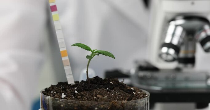 Scientist working with soil in laboratory and test strip. Checking level of toxins and acidity in soil