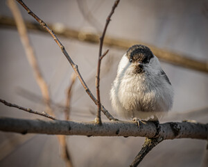 Gaichki (Poecile) are small birds with fluffy plumage of brownish-gray color. On the head there is a dark 