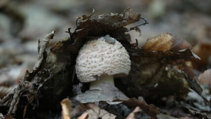 mushroom in the forest