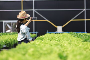 Modern female farmer working in a hydroponics greenhouse uses smart phone to control various...