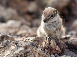 La Oliva, Spain - June 19, 2022: A Barbary ground squirrel peeks out between the rocks atop the Calderón Hondo volcano.