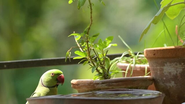 Close up view of the green rose-ringed (Psittacula krameri) parakeet also known as the ring-necked parakeet taking food from clay pot at open balcony.