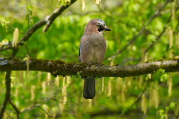 Eurasian Jay (Garrulus glandarius) perched on tree branch in Zurich, Switzerland