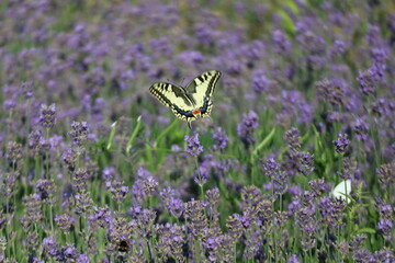 butterfly on lavender
