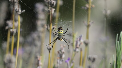 spider on the web