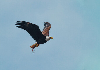 american bald eagle soaring against clear blue alaskan sky