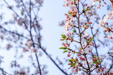 Close focus on cherry blossom (Sakura Tree Flower) and solf blur background