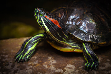 Obraz premium turtle on a stone